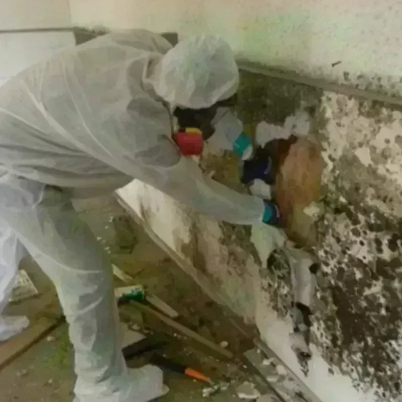 Mold Remediation and Removal in Holton, KS